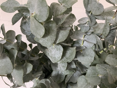 Eucalyptus Bunches